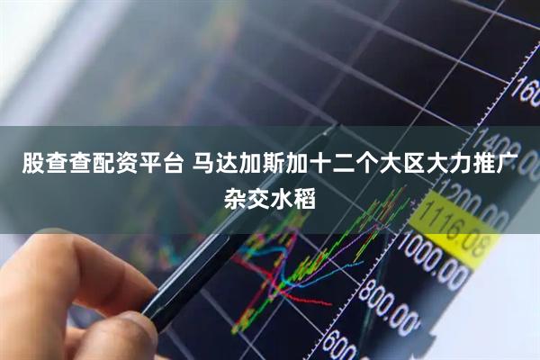 股查查配资平台 马达加斯加十二个大区大力推广杂交水稻